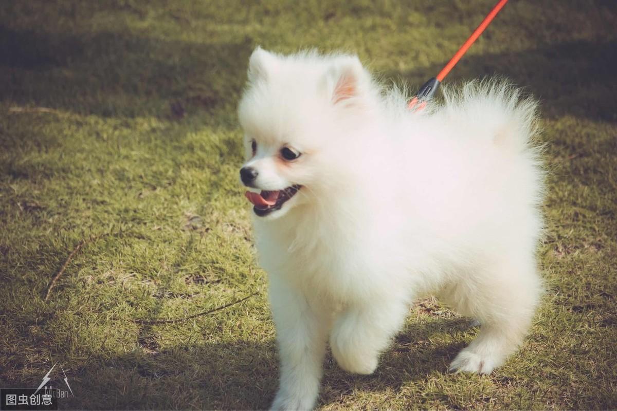 博美幼犬图片(博美纯种和不纯的对比)