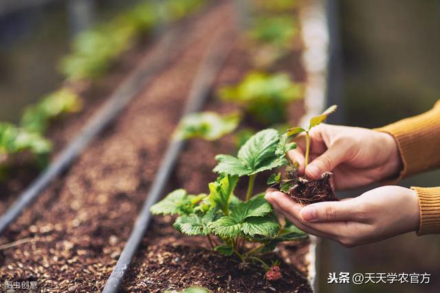 草莓什么时候种植，草莓适合什么季节种植（掌握时间方法）