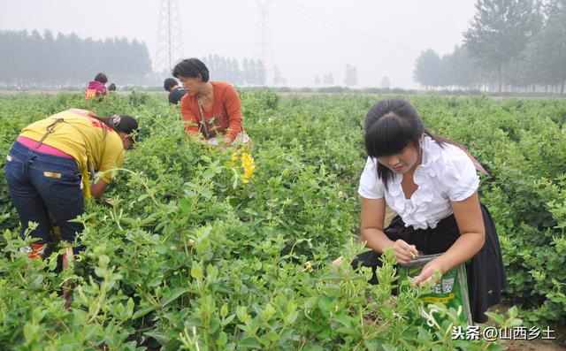 金银花种苗价格，金银花树苗多少钱一棵（一亩地能产300斤）