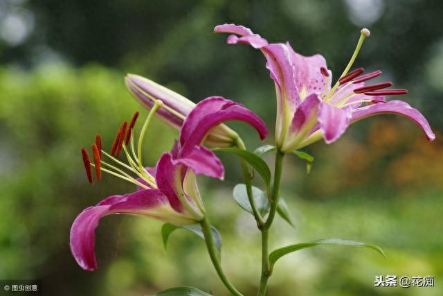  百合花有多少品种，百合花品种大全（很适合种在庭院）