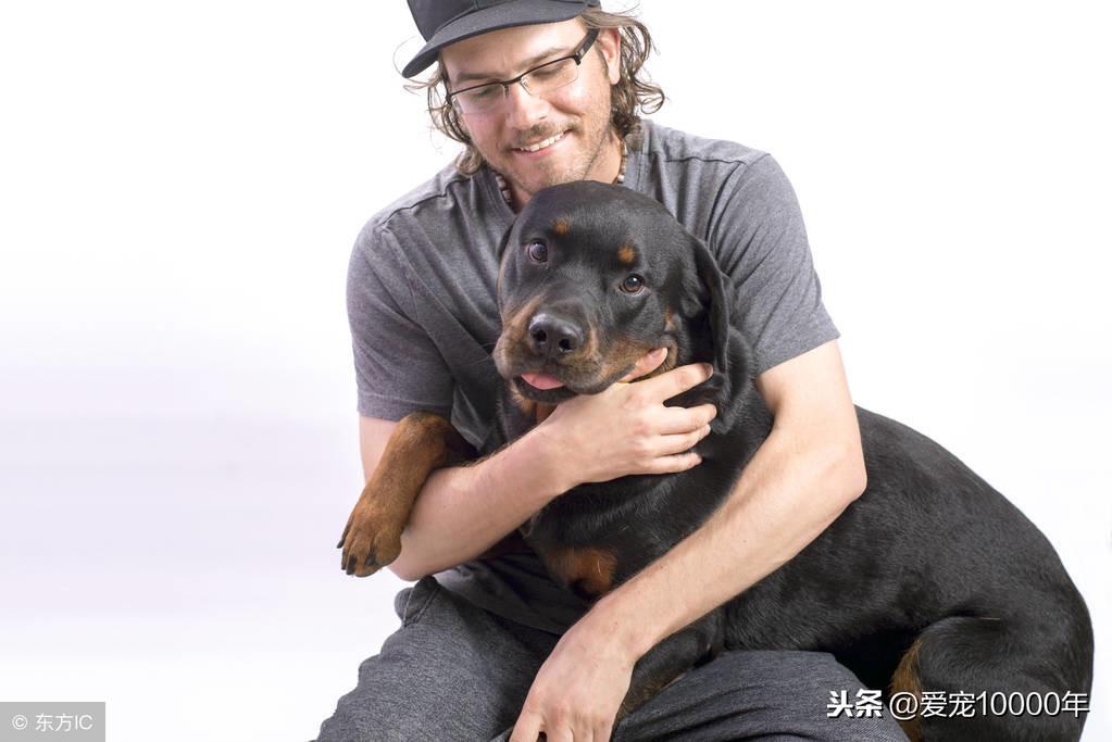 罗威纳犬幼犬(纯种罗威纳犬)