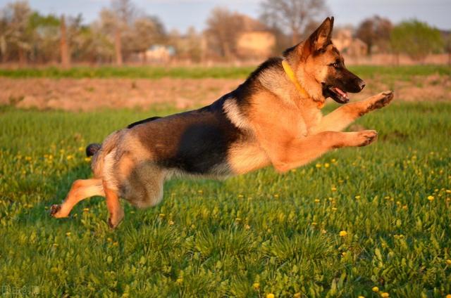 德牧犬的优点和缺点，德国牧羊犬的缺点有哪些（劝你不要盲目饲养）