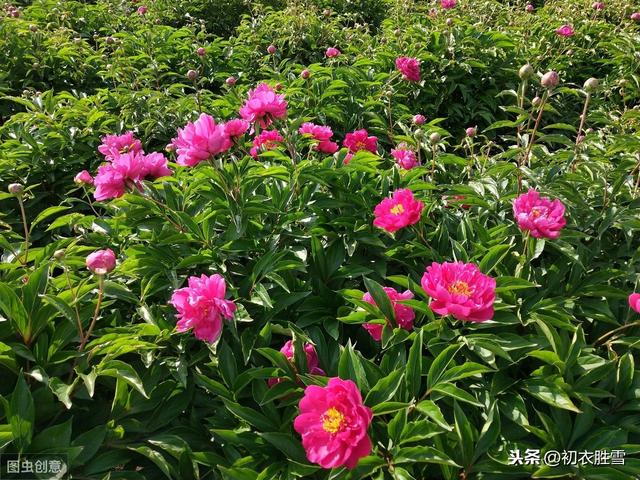 芍药的花语是什么，芍药的花语（芍药到底是相约还是将离）