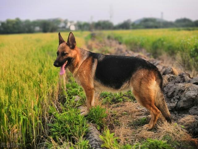 德牧犬的优点和缺点，德国牧羊犬的缺点有哪些（劝你不要盲目饲养）