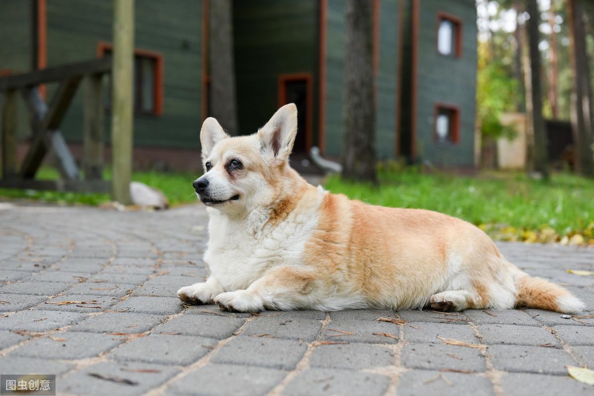 狗狗睡觉声音急促？了解下{犬咳嗽}（什么是犬咳嗽如何预防和治疗）