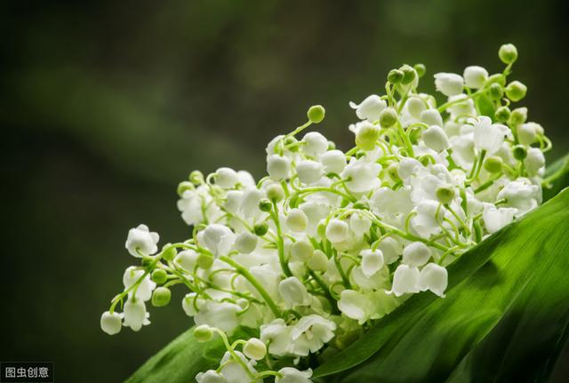 铃兰养植方法，如何养铃兰（植株健壮生长旺盛花多又鲜艳）