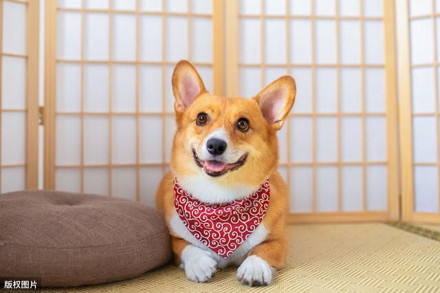 2,和雪納瑞相比,柯基犬更適合家裡飼養,原因有4個