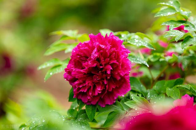 兔尾草花语是什么，兔尾草干花花语（那12生肖的代表植物我选这些）