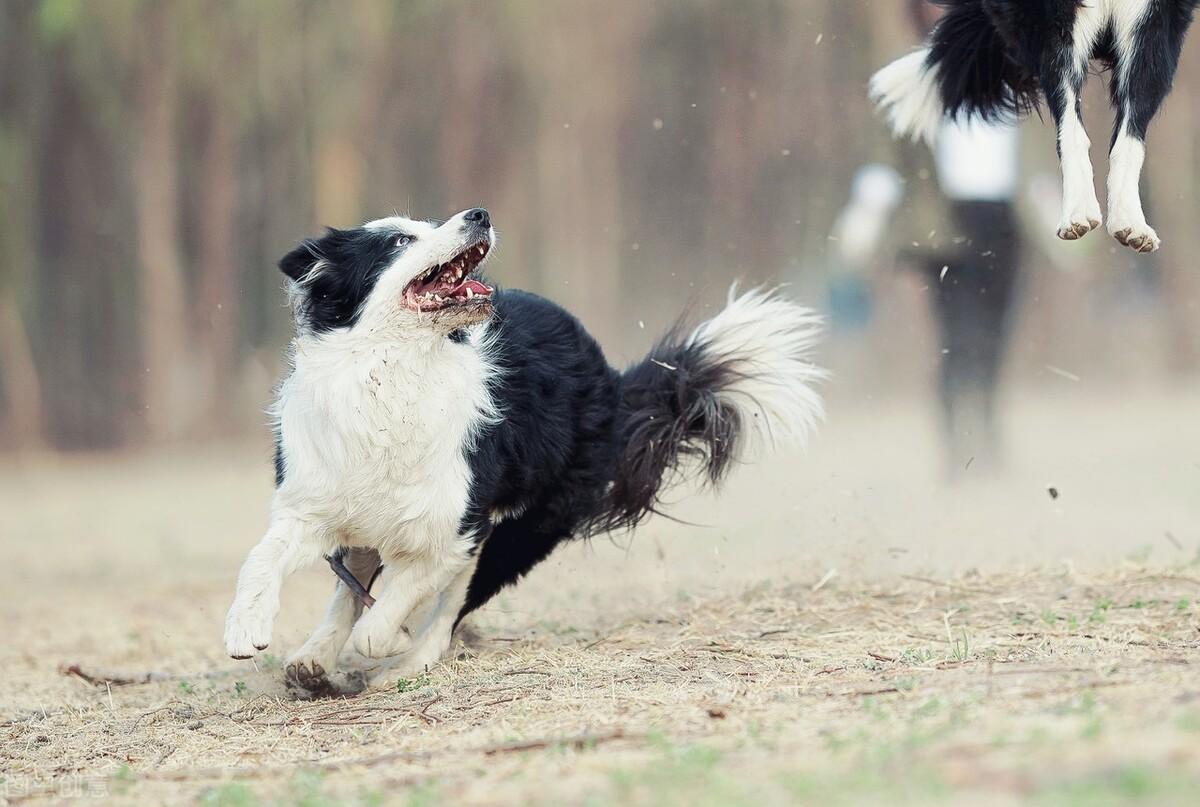 西伯利亚牧羊犬图片