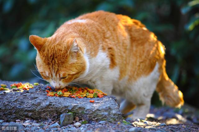 猫艾滋病的症状，猫艾滋病的症状表现（饲养一只患有艾滋的猫咪安全吗）