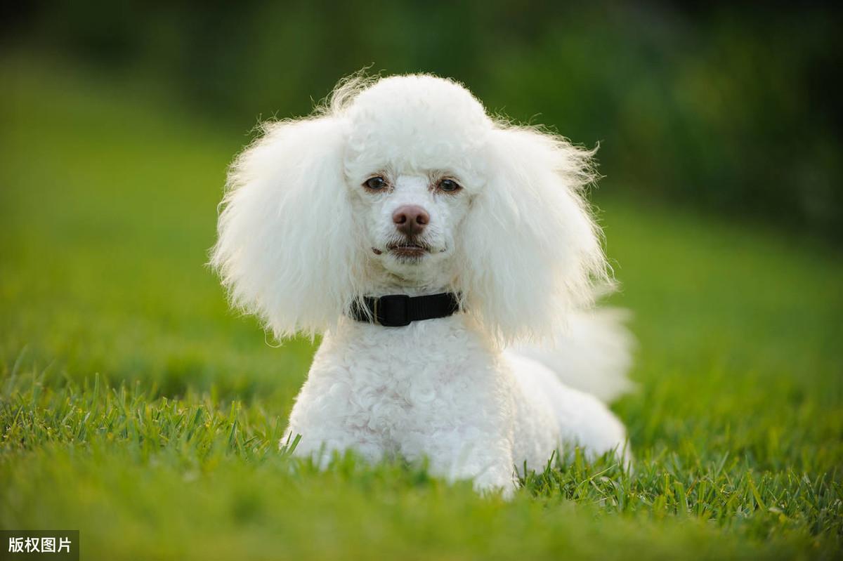 白色贵宾犬(白色贵宾犬长什么样)