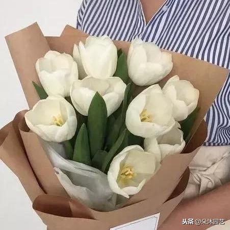 白色郁金香花语，白色郁金香花语象征与寓意（白色郁金香花束）