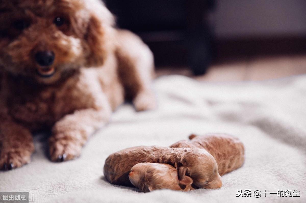 狗狗的健康：扁桃体发炎预防与治疗（宠物医院常用的治疗方法）