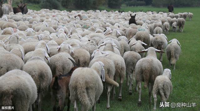 养50只羊一年的利润，养羊50只一年赚多少钱（圈养和放养羊的利润与成本分别是多少）