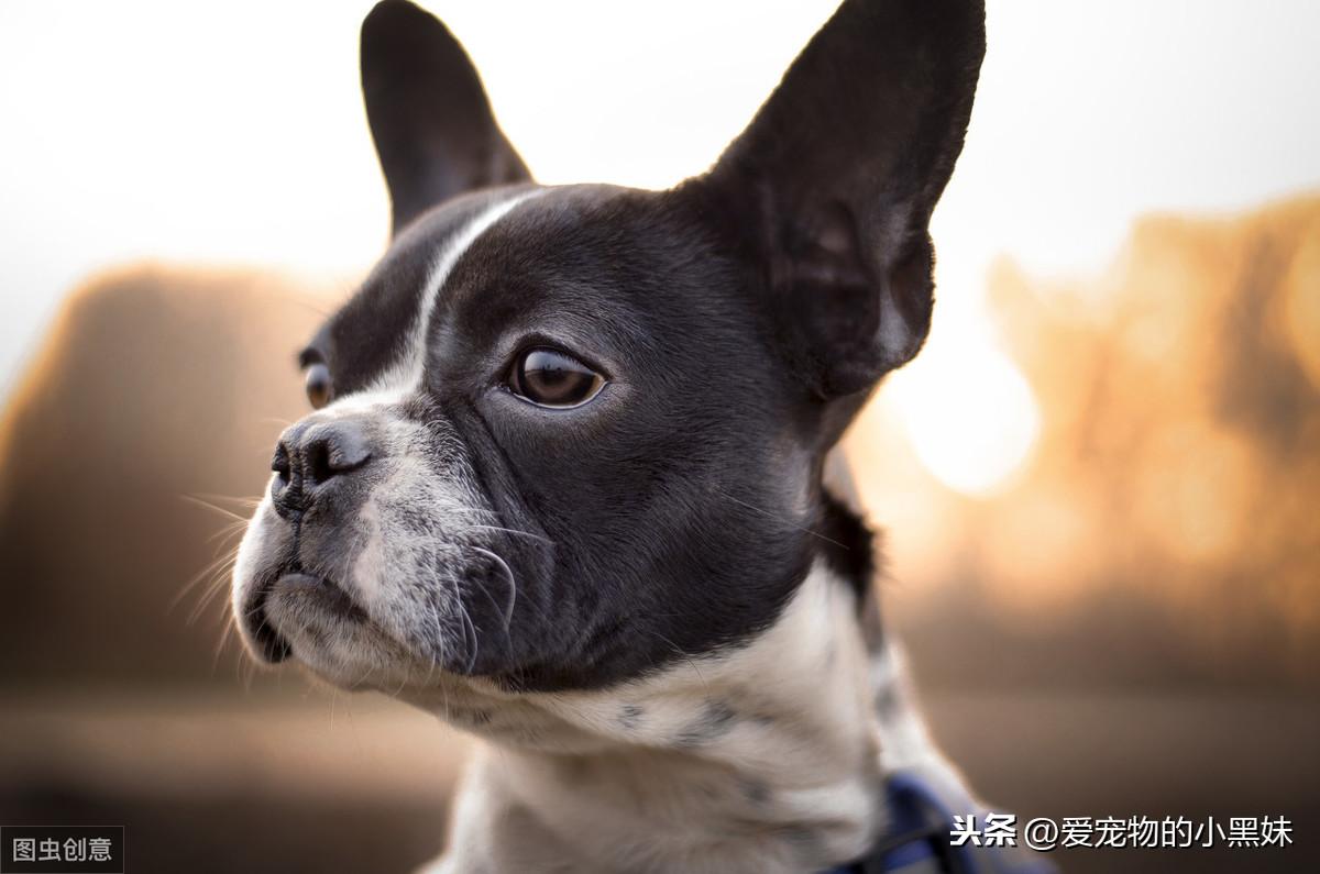 狗狗耳朵长痘痘怎么办（有效预防和治疗方法分享）

治愈狗狗耳朵脓包（专业护理技巧快速解决问题）