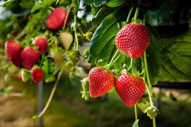 草莓的种植方法，草莓的种植方法和注意事项（一份完整的草莓栽培管理方案送给你）