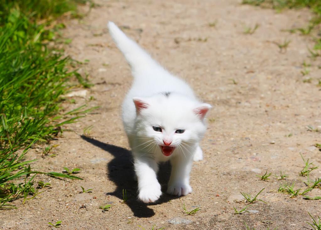 猫咪摇尾巴(猫咪为什么不停的甩尾巴)
