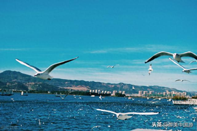 隶属云南第1大淡水湖，乘船游湖还可感受高原绝妙风光，烟波浩渺