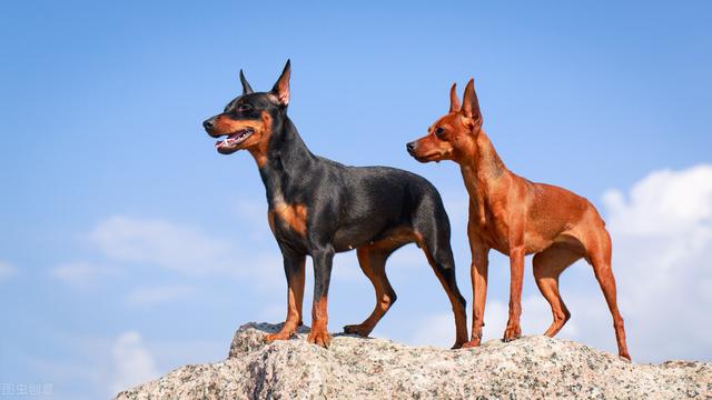 迷你杜宾怎么训练，迷你杜宾怎么训练大小便（你知道这是哪种犬吗）