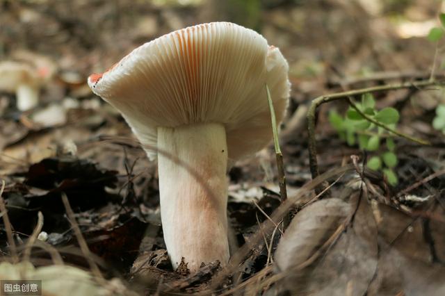 对有菌材料进行无菌处理时，一般选择多大孔径的滤器过滤除菌（菌种分离与培养方法）