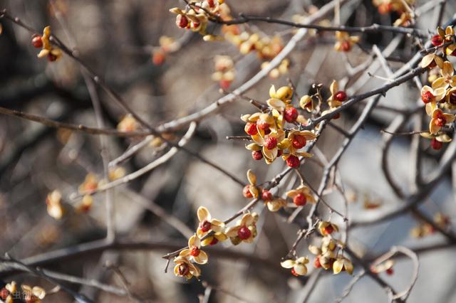 红花指什么生肖，春回大地红花开是什么动物（那12生肖的代表植物我选这些）