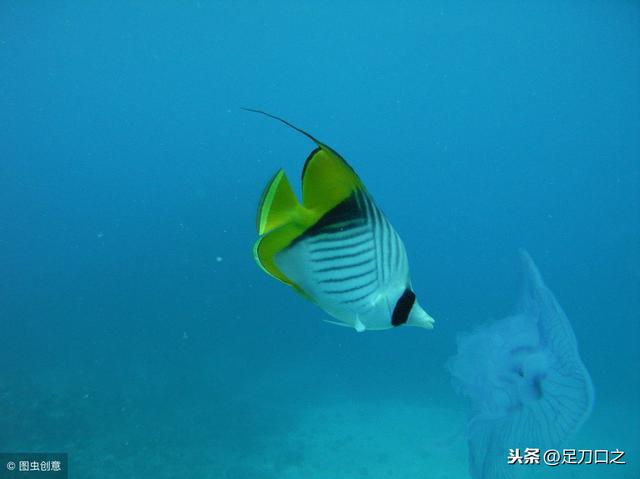 红海是什么颜色，红海海水一般呈什么色（“红海”名称的由来）