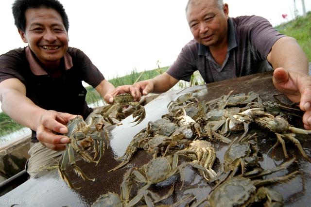 螃蟹怎么保存能活久一点，活螃蟹的最佳保存方法（30年老渔民传你2招）