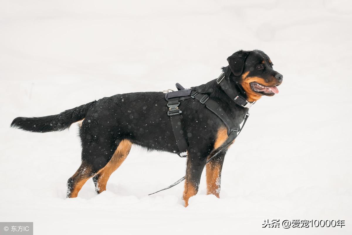 罗威纳犬幼犬(纯种罗威纳犬)