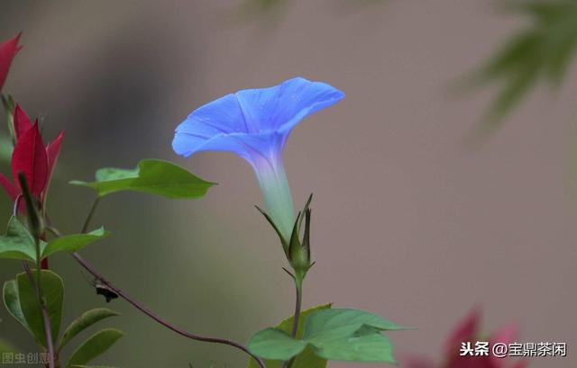 牵牛花为什么叫牵牛花，牵牛子有什么作用（明明没有牛，为何它叫牵牛花）