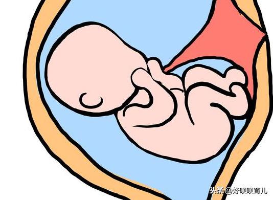 28周胎动从踢变成蠕动，孕38周胎儿蠕动个不停（其实是宝宝在“求救”）