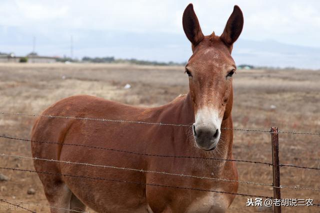 骡子是什么动物，骡子是什么（骡子为啥分“马骡”和“驴骡”）