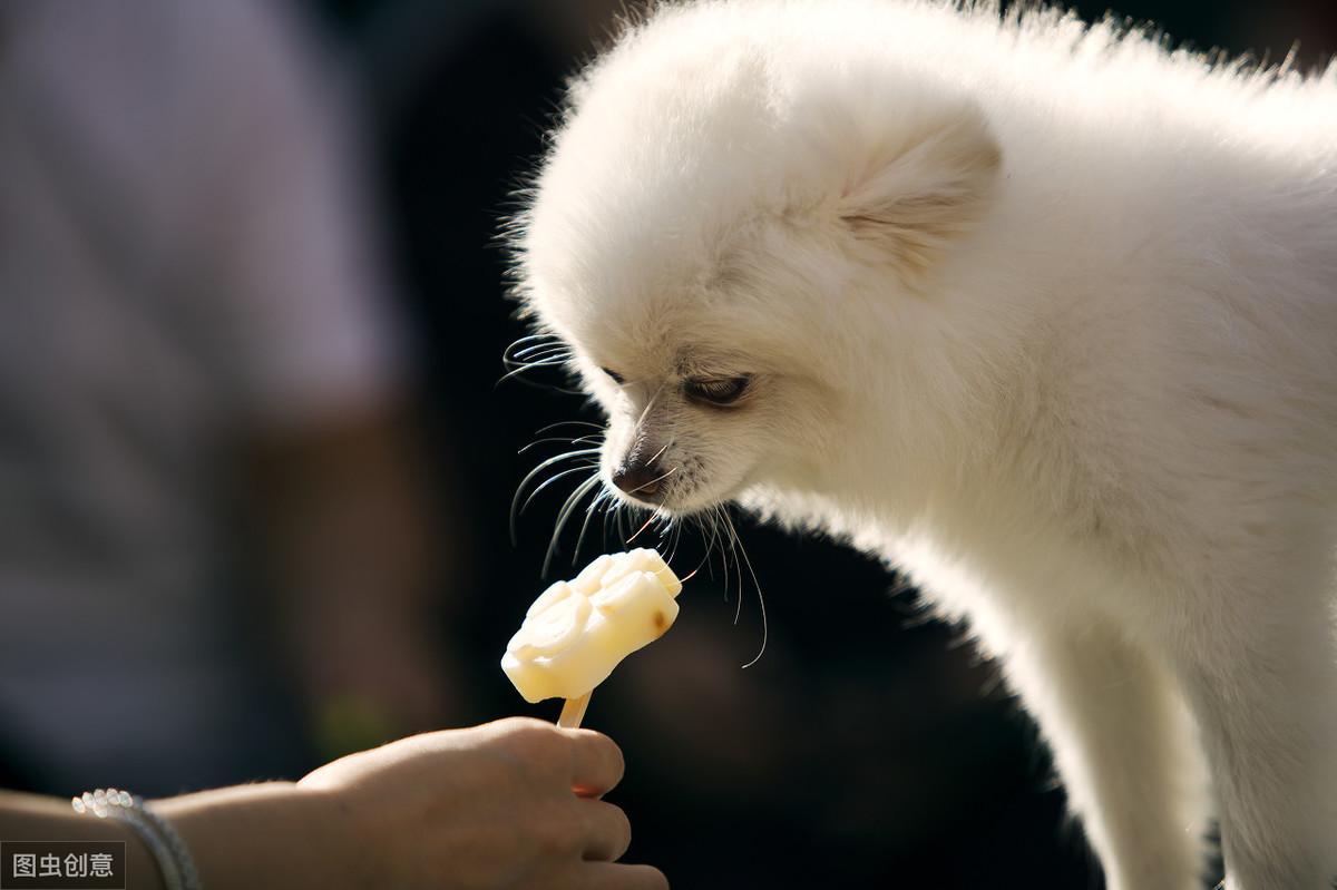 博美幼犬图片(博美纯种和不纯的对比)