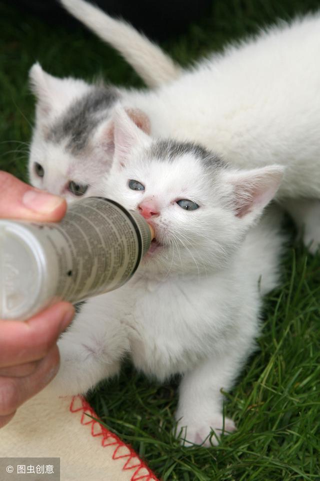 小奶猫多大开始认主人，小奶猫多大开始认主人猫咪恨主人的十种表现（领养前的注意事项你都知道吗）