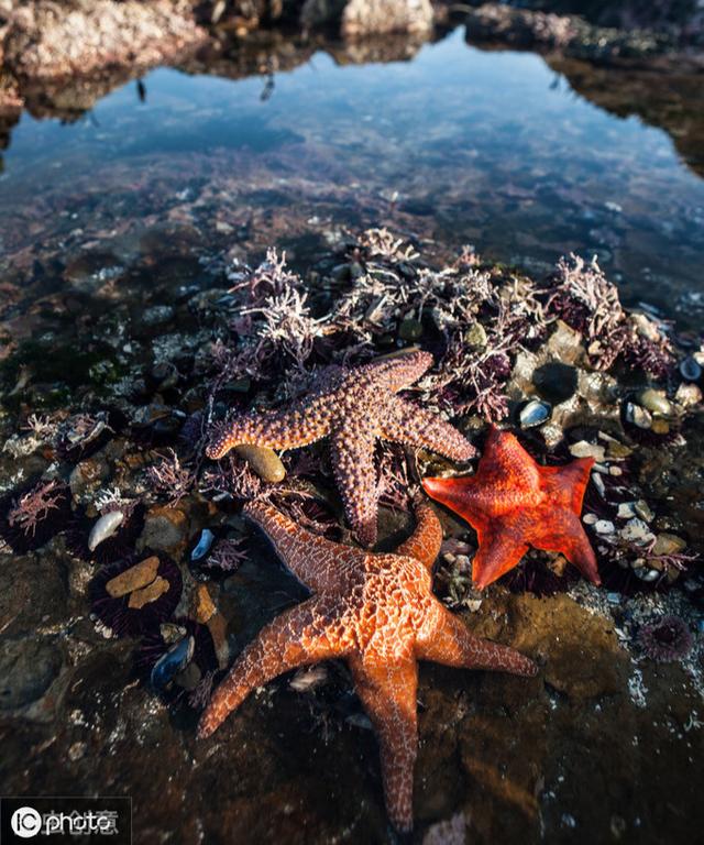 海里的动物有哪些，海洋里面有什么生物（这5种常见滨海动物）