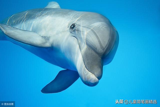 儿童简笔画海豚怎么画，儿童简笔画海豚怎么画图片（<Dolphin>的画法）