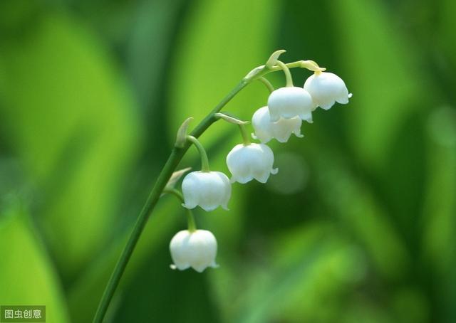 铃兰养植方法，如何养铃兰（植株健壮生长旺盛花多又鲜艳）