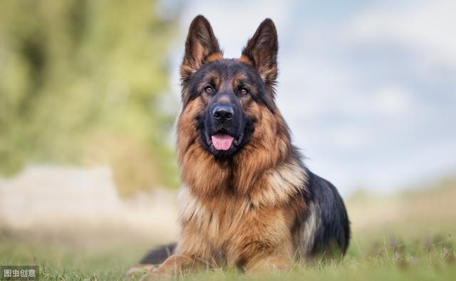 小型看家护卫犬，小型看家护卫犬价格（为你的孩子和家庭保驾护航）