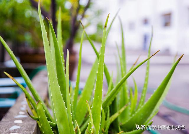 芦荟的功效与作用图片，芦荟的功效与作用可以去擦脸（每日一中药——芦荟）