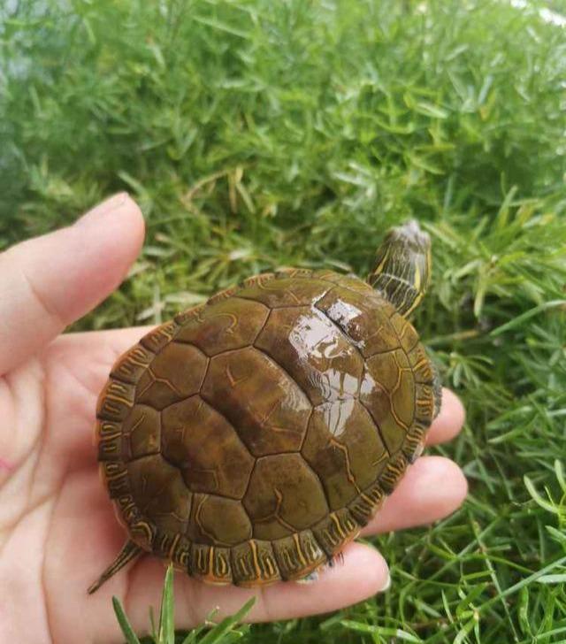 乌龟甜甜圈长大的图片图片