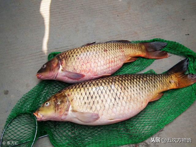 河里的鱼有哪些，河里面野生鱼有哪几种（菜市场河鱼大全）