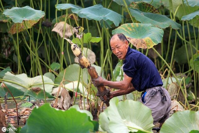 莲藕要怎么种，莲藕要怎么种才能活（最全的莲藕种植技巧讲解在这里）