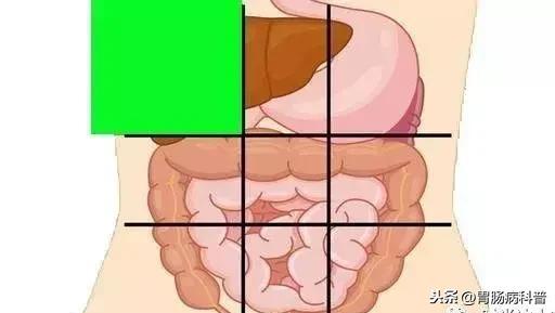 肚子痛到底是哪里痛？一张图了解腹部器官