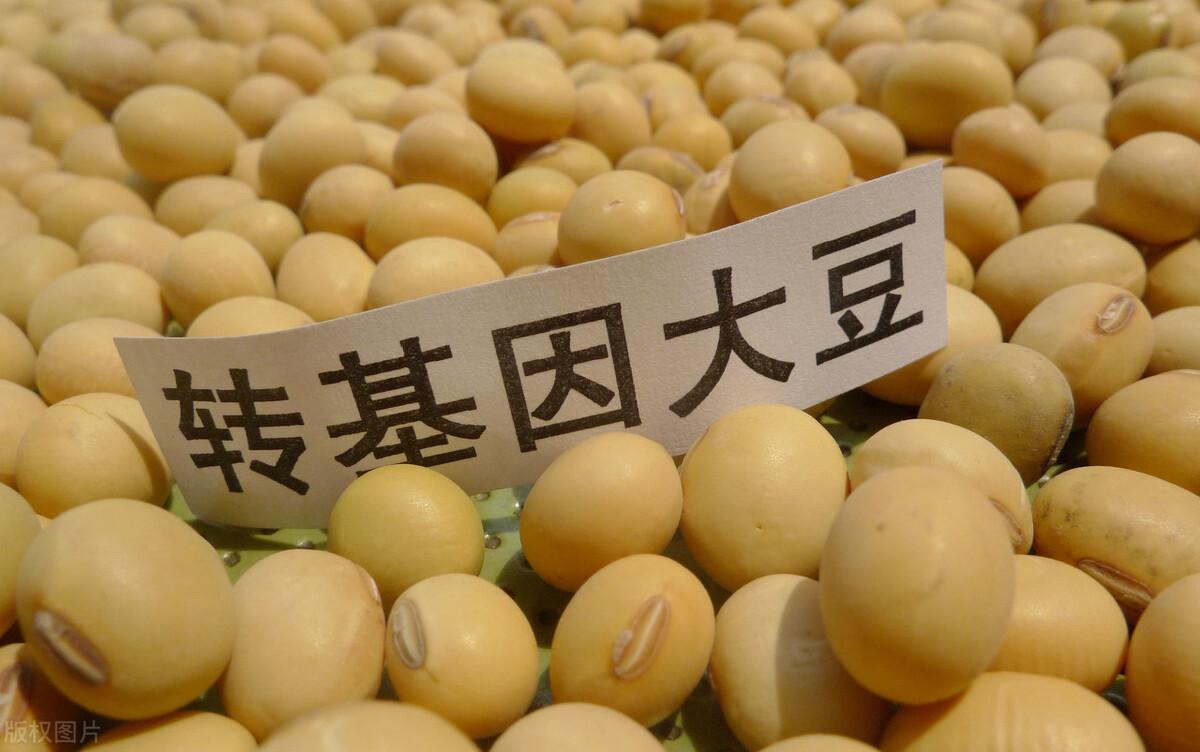 豆粕是什么东西（豆粕是用大豆浸提后生成）