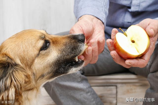 狗狗可以吃甘蔗吗，狗狗不能吃的水果（但是这5种水果千万要小心）