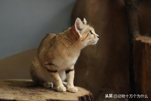 猫的特性及生活习性，喵星人的8个生活习性与行为特征