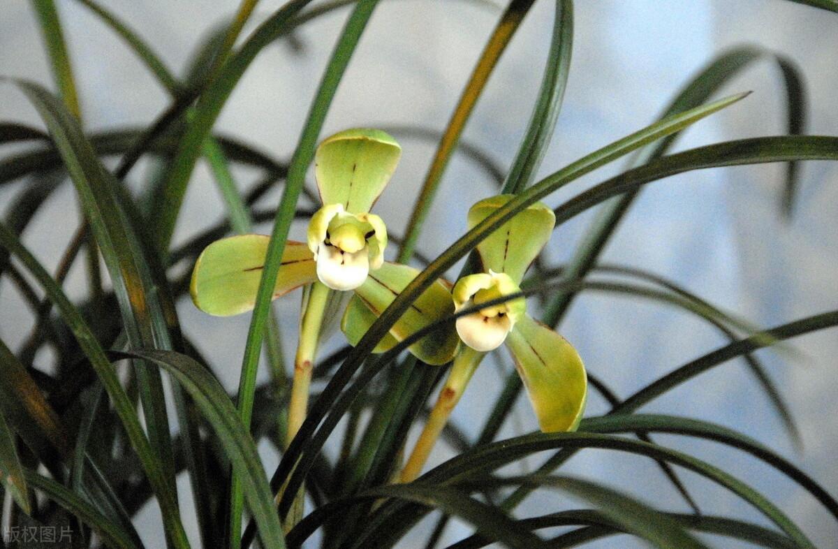 野生兰草花图片大全集图片