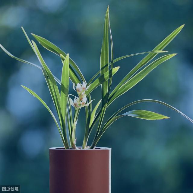 三个让兰花开花多的技巧，怎样才让兰花开花（怎样让兰花开花“香喷喷”）