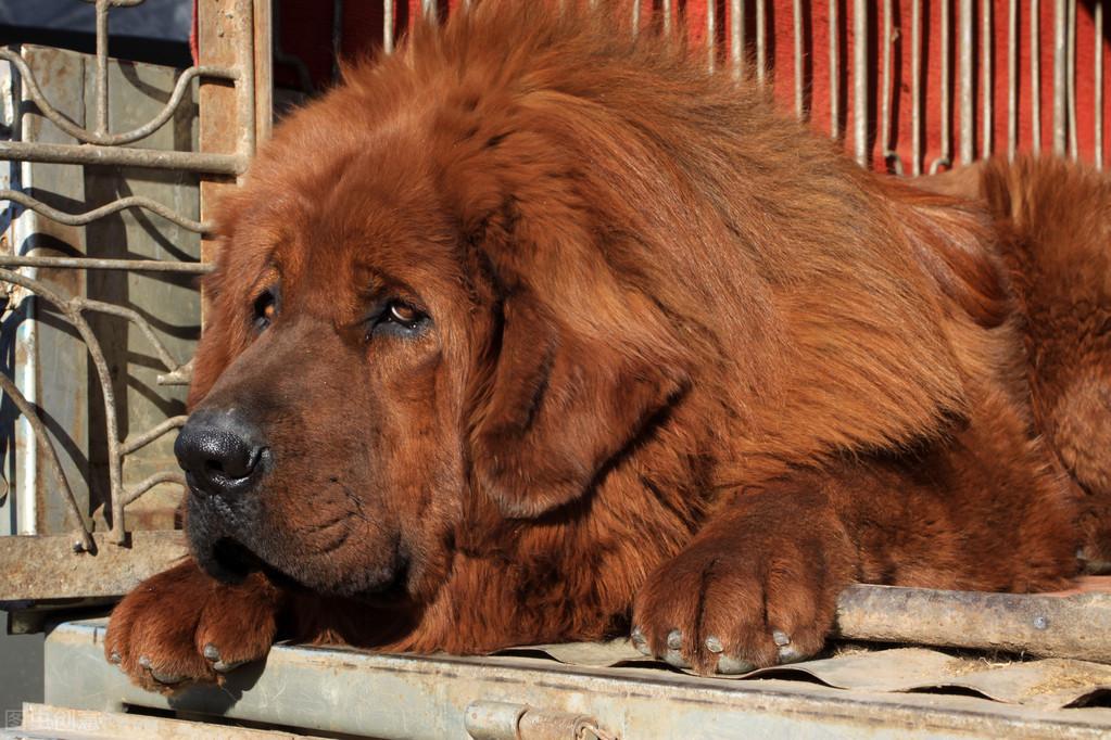 危险系数很高的狗有哪些（世界上最危险的犬种）