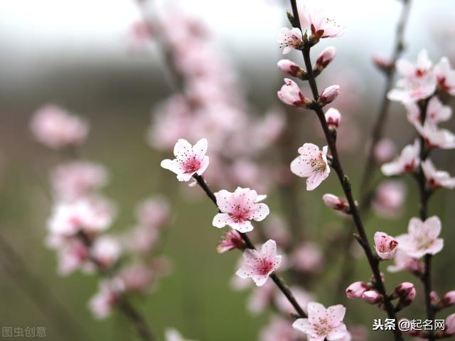 适合做人名的树名，寓意好的植物名称（用《诗经》里的花草名可做人名）