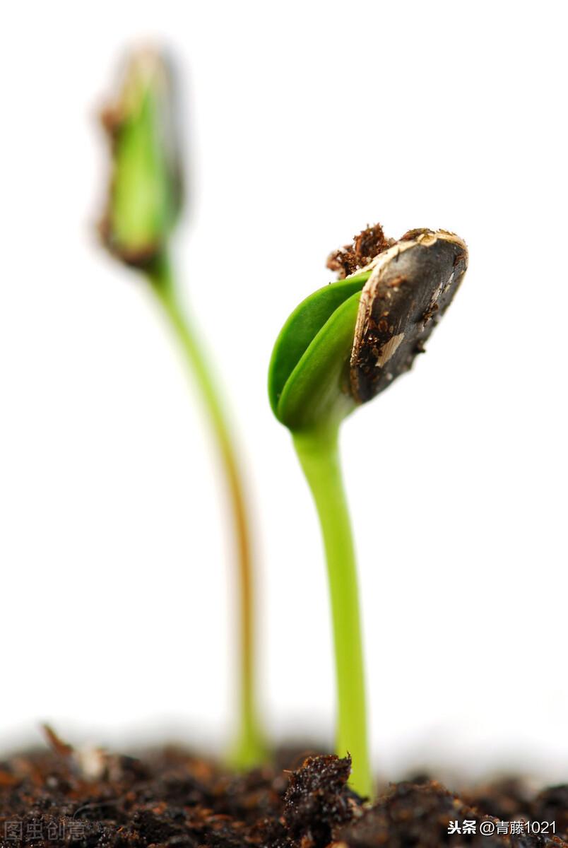 种子植物和被子植物的区别是什么，种子植物和裸子植物的关系